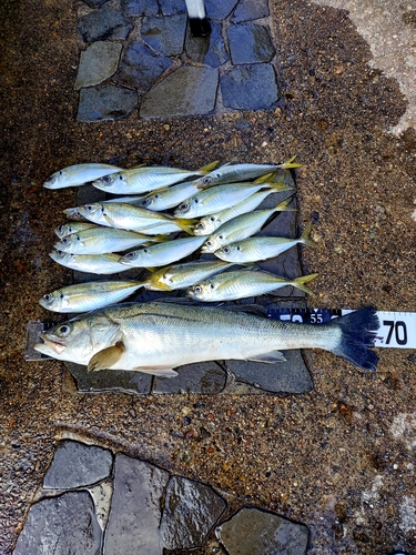 アジの釣果