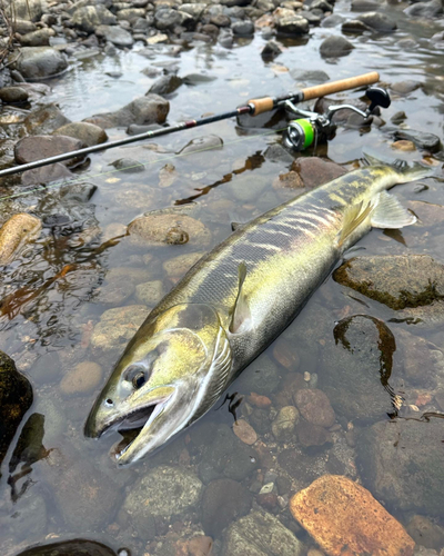 サケの釣果