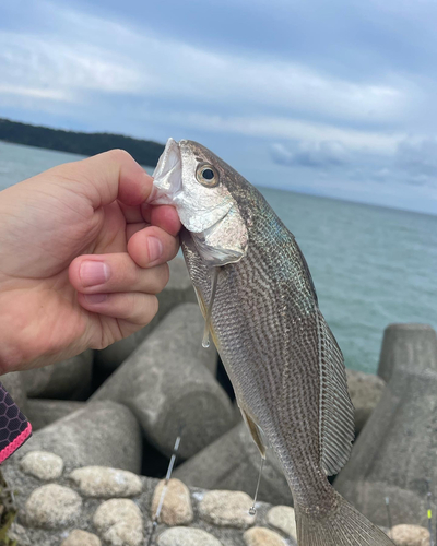 イシモチの釣果