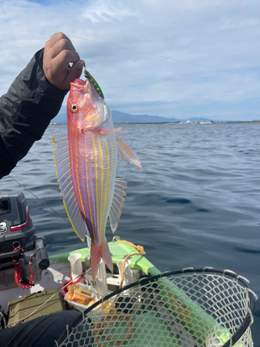 イトヨリダイの釣果