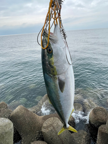 ハマチの釣果