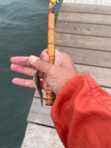 マハゼの釣果