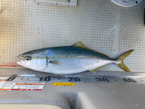 イナダの釣果