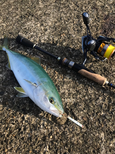 ワカシの釣果