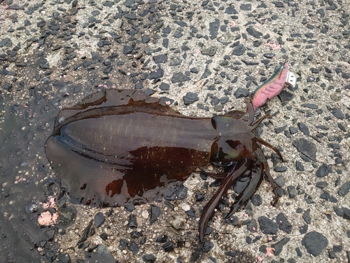 アオリイカの釣果