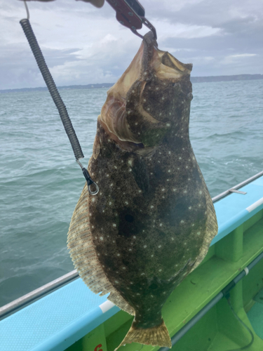 ヒラメの釣果