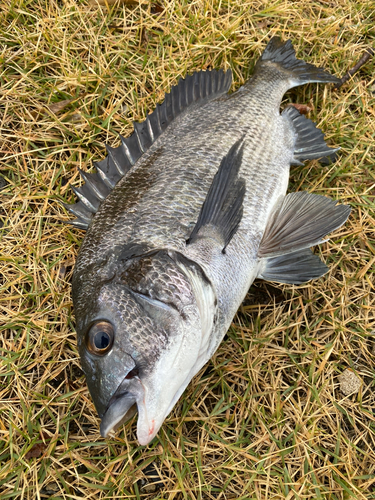 クロダイの釣果