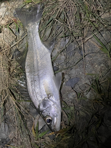 セイゴ（ヒラスズキ）の釣果