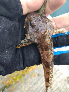 ニジカジカの釣果