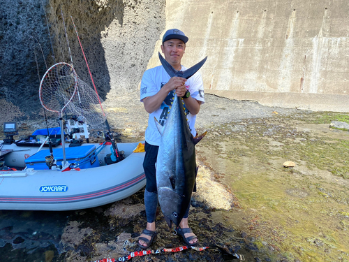 クロマグロの釣果