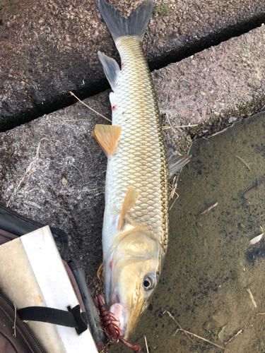 ニゴイの釣果