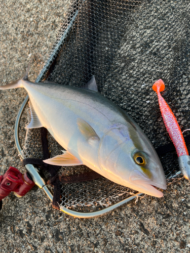 カンパチの釣果