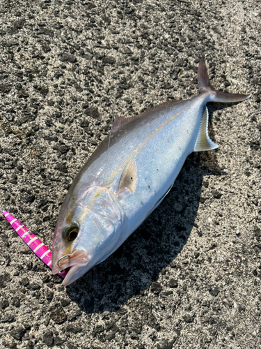 カンパチの釣果