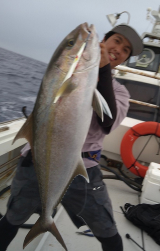 カンパチの釣果