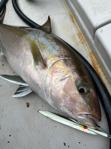 カンパチの釣果