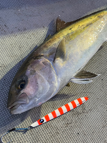 カンパチの釣果