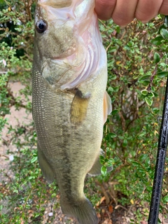 ラージマウスバスの釣果