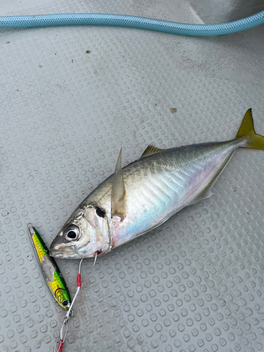 マアジの釣果