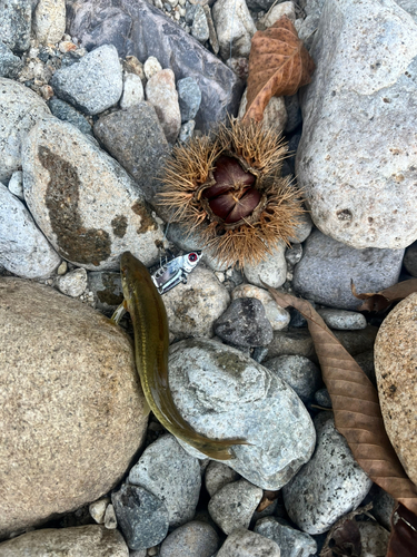 アブラハヤの釣果