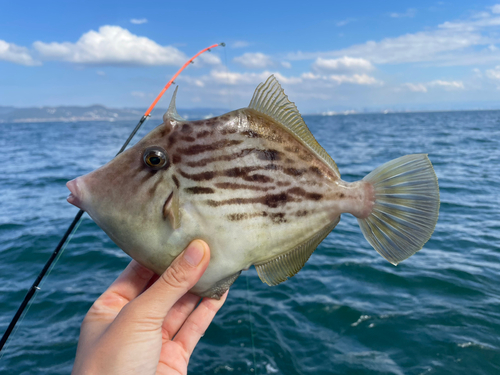 カワハギの釣果