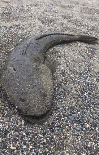 マゴチの釣果