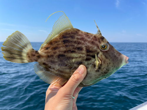 カワハギの釣果