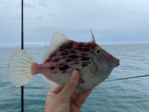 カワハギの釣果