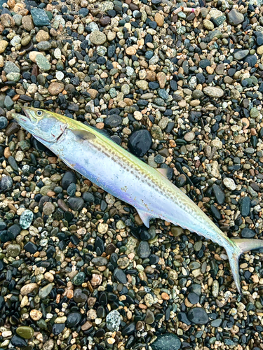 サゴシの釣果