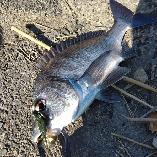 クロダイの釣果