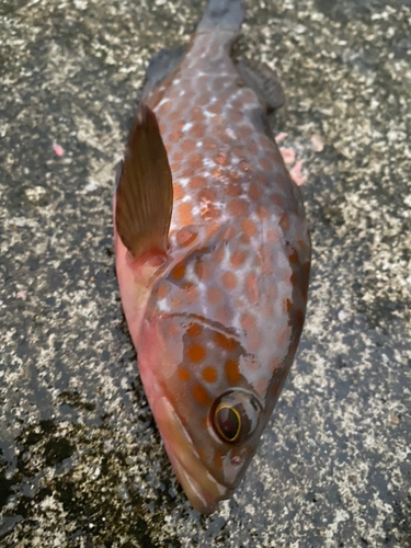 キジハタの釣果