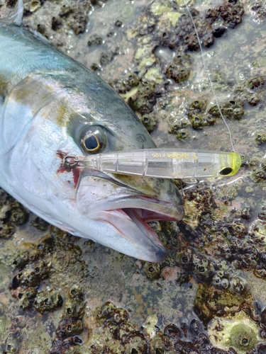 ヒラスの釣果