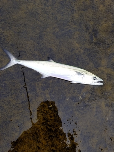 サゴシの釣果