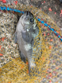 メジナの釣果