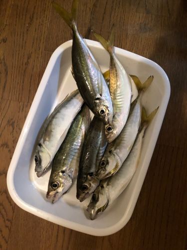 アジの釣果