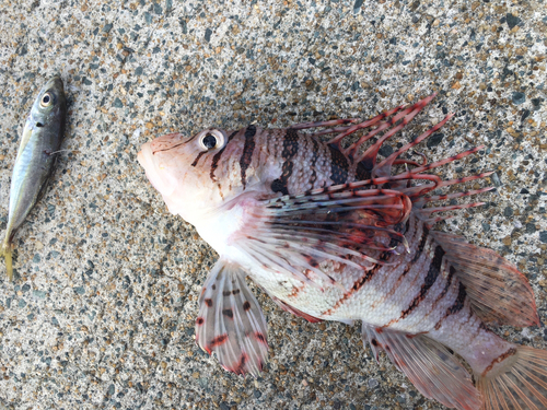 ミノカサゴの釣果