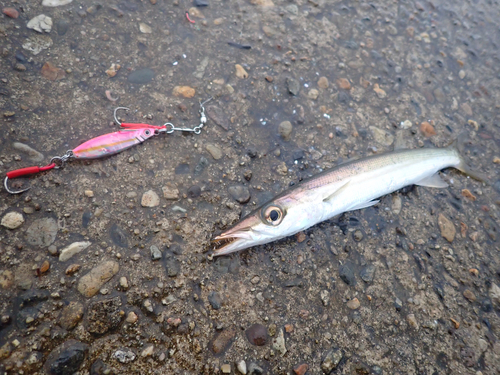 アカカマスの釣果