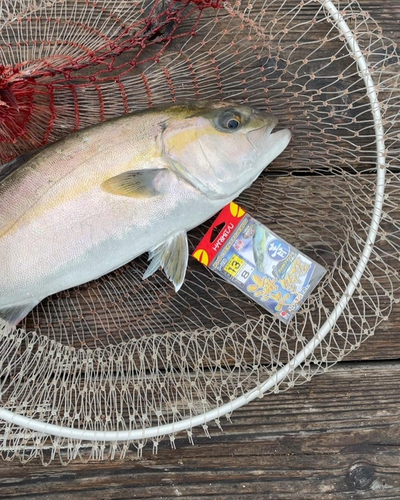 カンパチの釣果