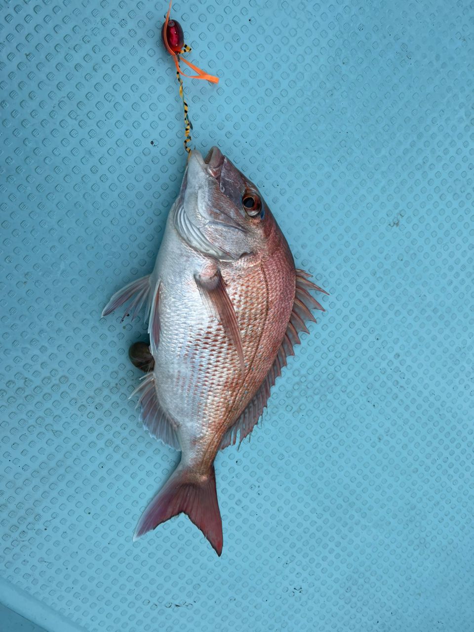 釣り師こしっちゃんさんの釣果 2枚目の画像