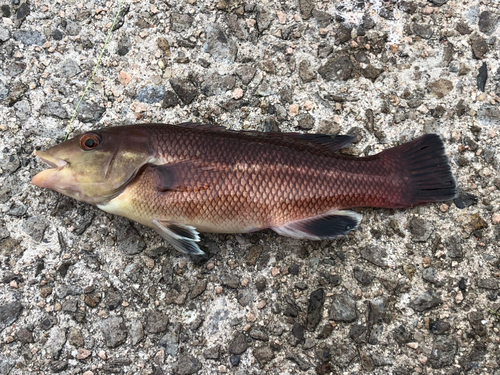 コブダイの釣果