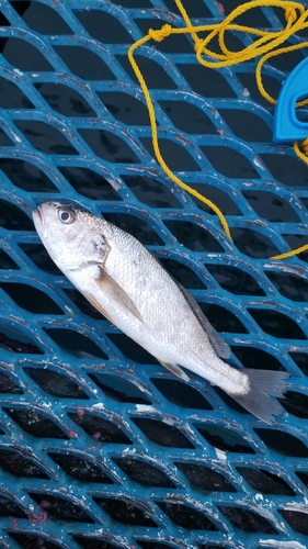 イシモチの釣果