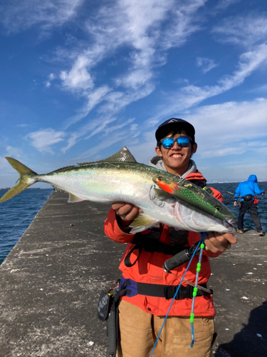 ワラサの釣果