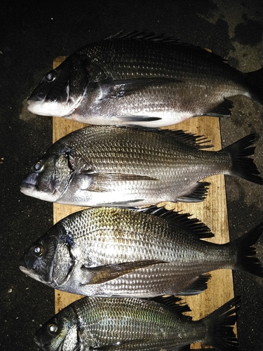 クロダイの釣果