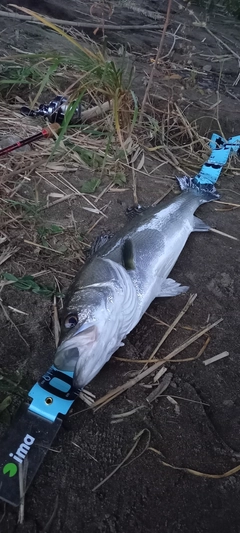 スズキの釣果