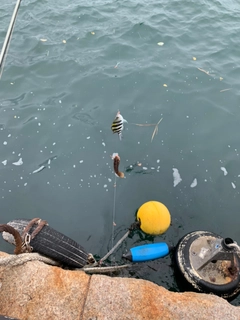 オヤビッチャの釣果