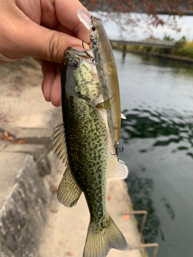 ラージマウスバスの釣果