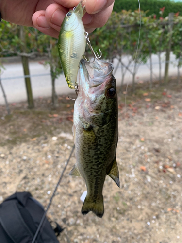 ラージマウスバスの釣果