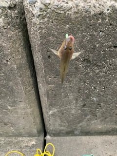 マハゼの釣果