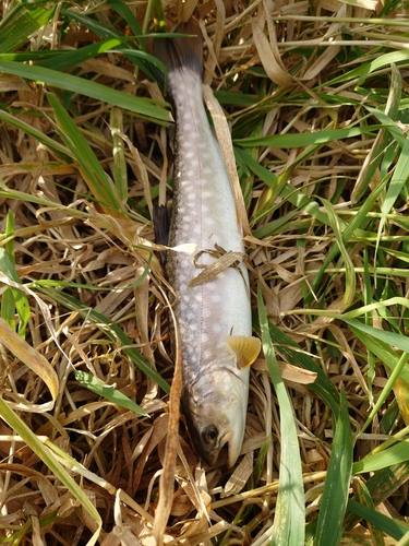 アメマスの釣果