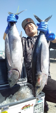 ビンチョウマグロの釣果