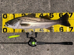 シーバスの釣果
